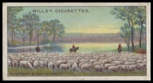 32 Mustering and Driving Sheep